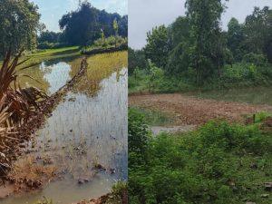 প্রতিহিংসার শিকার নারী উদ্যোক্তাগাজীপুরে বাড়ি ও ফলের বাগানের প্রবেশ পথ কেটে চলাচলে প্রতিবন্ধকতা...
বিশেষ প্রতিনিধি:
গাজীপুর জেলা।
গাজীপুরের শ্রীপুরে নারী উদ্যোক্তার সৃজিত ফলের বাগানে যাতায়াতের রাস্তা কেটে যোগাযোগ বিচ্ছিন্ন করে দিয়েছেন প্রতিহিংসা পরায়ণ প্রতিবেশীরা।
সরকারি খাস জমির উপর দিয়ে কয়েক যুগের চলাচলের পুরনো রাস্তা কেটে কলাগাছ লাগিয়ে ও কাঁটা বিছিয়ে প্রতিবন্ধকতা তৈরি করা হয়েছে। চার দিক থেকেই যোগাযোগ বিচ্ছিন্ন হয়ে প্রায় একশ একর আয়তনের সুবিশাল বাগান নিয়ে এখন বিপাকে পড়েছেন নারী উদ্যোক্তা স্কুল শিক্ষিকা জোহরা আক্তার। বাগানে প্রবেশের উভয় পাশের রাস্তা কেটে প্রতিবন্ধকতা তৈরি করায় বাগানে সরবরাহের অপেক্ষায় থাকা লাখ লাখ টাকার ফল ও বিপুল পরিমাণের আখের চারাসহ বিভিন্ন গাছের চারা নষ্ট হচ্ছে।
জানাযায়, উদ্যোক্তা জোহরা বেগমের ত্রিশ বছরের শিক্ষকতার অর্জিত অর্থ এবং ব্যাংকের লোন নিয়ে দীর্ঘদিনে গড়া এ বাগান। বতর্মানে ওই বাগানে দেশ এবং বিদেশ থেকে ক্রেতারা আসতে না পাড়ায় ইতি মধ্যে প্রায় ৫০ লক্ষ টাকার ক্ষতি সাধন হয়েছে। এছাড়া তিনি ব্যাংকের কিস্তির টাকা পরিশোধ করতে পারছেন না। ব্যাংকের কিস্তির টাকার পরিশোধে দুশ্চিন্তায় দিশেহারা জোহরা বেগম।
সরেজমিনে গিয়ে দেখা গেছে, গাজীপুরের শ্রীপুর উপজেলার মাওনা ইউনিয়নের সিঙ্গার দীগি গ্রামে প্রায় ১শ বিঘা আয়তনের বিশাল বাগানের ভেতর জোহরা আক্তারের মাটির ঘর। ছেলে-মেয়েরা উচ্চ শিক্ষা গ্রহণ করে থাকেন বিদেশে। স্বামী-স্ত্রী কৃষিশ্রমিকদের দিয়ে বাগানটি পরিচর্যা করেন। জোহরার স্বামী ফজলুল হক মোড়ল ‘চ্যানেল আই’ এর গাজীপুর জেলা প্রতিনিধি। তিনি গাজীপুর জেলার একজন সিনিয়র সাংবাদিক। সর্ব মহলে এই দম্পতির ব্যাপক সুনাম ও সুখ্যাতি থাকা সত্বেও সমাজের হিংসুটে মানুষের কাছে তারা আজ নিতান্তই অসহায়।
ফজলুল হক মোড়ল জানান, নিজের পৈত্রিক জমিতে তাঁর স্ত্রীর ইচ্ছাতেই প্রথমে পারিবারিক চাহিদা মেটাতে ছোট পরিসরে একটি বাগান করেন। এতে ব্যাপক সম্ভাবানা দেখা দেয়ায় তাঁর স্ত্রী বাগানের পরিসর বাড়ানোর উদ্যোগ নেন। পাশেই আরো কিছু জমি কিনে বৃহত্তর পরিসরে বাগান গড়ে তুলেন। বাগানের পাশেই মৎস্য খামারও করেন। বর্তমানে তাঁর বাগানে দেশি-বিদেশী চার সহস্ত্রাধিক বিভিন্ন প্রতাজির ফলজ গাছ রয়েছে। বাগানের ৩৫ বিঘা জমি জুড়ে উন্নত মানের সিডলেস লেবুসহ ৩ প্রকারের প্রায় ৬ হাজার লেবু গাছ রয়েছে। ফজলি ও আমেরিকান পালমার আমসহ মৌসুমী ও বারোমাসি ৪০ প্রকারের চার সহস্রাধিক আম গাছ রয়েছে। প্রায় ৫০০ লটকন গাছ ও দার্জিলিং প্রজাতির কমলা-সহ বিভিন্ন প্রজাতির দেশি-বিদেশী ফলের সম্ভার তাঁর বাগানে। দেড় বিঘা জমিতে উন্নত জাতের (৩০-৫০ ফিট উচ্চতার) আখ ক্ষেত করেছেন। তাঁর বাগান থেকে উন্নত জাদের রেঙ্গুন বাঁশের চারা বিদেশেও রপ্তানি হয়।
বাগানটির প্রধান উদ্যোক্তা জোহরা আক্তার গাজীপুরের বাঘের বাজার উচ্চ বিদ্যালয়ে শিক্ষকতা করেন। তিনি বলেন, বিভিন্ন ইউটিউব চ্যানেলে বাগান সৃজন তথা কৃষিতে সফলতা ও সম্ভবানার গল্প আমাকে উদ্ধুব্ধ করে। প্রথমে পারিবারিক চাহিদা মেটানোর জন্য ছোট পরিসরে বাগান সৃজন করি। পরবর্তীতে এতে ব্যাপক সফলকতা দেখে আরো সম্ভাবনার আশায় বাগানের পরিসর বাড়ানোর সিদ্ধান্ত নেই। শ্বশুরের রেখে যাওয়া জমির সাথে আরো কিছু জমি কিনে ৫০০ একর জমিতে বাগান ও পাশেই মৎস্য খামার গড়ে তুলি। বর্তমানে লবণ ও ভোজ্য তেল ছাড়া আমার কোন কিছুই কিনতে হয় না। মাঝে সরিষাও করেছিলাম। তখন তেলও কিনতে হতো না। বর্তমানে পারিবারিক চাহিদা মিটিয়ে সমাজ তথা দেশের চাহিদাও মিটাচ্ছি। বিদেশ থেকেও ব্যাপক সারা পাওয়া যাচ্ছে। কিন্তু আমাদের এ সফলতায় ঈর্ষান্বিত হয়ে সম্প্রতি সমাজের কতিপয় দৃষ্কৃতকারী ব্যক্তি বিভিন্নভাবে প্রতিবন্ধকতা সৃষ্টি করছেন। শত্রুতা করে বাগানের পূর্ব পাশে সরকারি খাস জমির ওপর দিয়ে যাওয়া প্রধান সড়কের প্রবেশমুখ কেটে পাশের ধান ক্ষেতের সাথে মিশিয়ে দিয়েছে। বাকি রাস্তার মাঝে কোথাও কলাগাছ ও কোথাও বিভিন্ন কাঁটাগাছ বিছিয়ে প্রতিবন্ধকতা তৈরি করেছে। এতে আমার মতোই প্রতিবেশী আরো একটি নিরীহ পরিবারও ক্ষতিগ্রস্ত হচ্ছে। শুধু তাই নয়, বাগানের উত্তর পাশের নিজস্ব রাস্তাটিও কেটে সংকোচিত করে দিয়েছে, যাতে কোনো গাড়ি বা বাহন বাগানে যেতে না পারে। কী কারণে তাঁর সাথে এমন শত্রুতা করছে তিনি নিজেও জানেন না।
সাংবাদিক ফজলুল হক মোড়ল বলেন, বালাই নাশক কারখানার সামনে প্রধান সড়ক থেকে বাগান অভিমুখী এলাকার শাখা রাস্তাটির প্রবেশমুখের উভয় পাশের জমি আমার চাচাতো ভাইদের। রাস্তাটি যাতে তারা বন্ধ না করেন সেজন্য তাদেরকে ওই জমির মূল্য বাবদ টাকাও দিয়েছি। কিন্তু এর পরও দীর্ঘ দিনের প্রচলিত রাস্তাটি তারা কেটে পাশের ক্ষেত্রের সাথে মিশিয়ে দিয়েছে। তিনি বলেন, শুনেছি রাস্তার প্রবেশমুখের দুই পাশের ক্ষেত তারা একটি শিল্প প্রতিষ্ঠানের কাছে বিক্রি করে দিচ্ছে। তাই ক্রেতার শর্ত পূরণ করতে গিয়ে তারা রাস্তার প্রারম্ভিক ওই অংশে প্রায় ৫০ ফিট জায়গা কেটে ফেলেছে। এতে বাধা দেওয়ায় রাস্তার অবশিষ্ট অংশে কলা গাছ রোপন ও কাঁটা বিছিয়ে প্রতিবন্ধকতা তৈরি করা হয়েছে। এমনকি বাগানের উত্তর পাশের নিজস্ব রাস্তাটিও কেটে একেবারে সংকোচিত করে ফেলেছে। তিনি যাতে বাগান ছেড়ে অন্যত্র চলে যেতে বাধ্য হন সেজন্যই ঘটনার মূল হোতা মোক্তারুল করীম শামীম মোড়ল, নজরুল মোড়ল, ফাহাদ মোড়ল গং উঠেপড়ে লেগেছে বলে অভিযোগ করেন।
এব্যাপারে মোক্তারুল করীম শামীম মোড়ল বলেন, বাগানে কোথায় দিয়ে যাবে এটা তাদের ব্যাপারে। আমাদের ব্যক্তিগত জায়গা দিয়ে চলাচল করতে দিব না। রাস্তার মাথাসহ দুই পাশে জমি আমাদের। ওই জমি আমরা অন্যত্র বিক্রি করে দিয়েছি। রাস্তার ওই জমি বাবদ ফজলুল হকের কাছ থেকে কোনো টাকা নেননি বলেও দাবি করেন। এমনকি রাস্তার বাকি অংশ সরকারি নয়, বরং তাদের পৈত্রিক জমির ওপর দিয়েই গেছে বলে দাবি করেন।
এবিষয়ে শ্রীপুর উপজেলা নির্বাহী কমকর্তা ব্যারিস্টার সজিব আহমদ বলেন, রাস্তার বন্ধের ঘটনা জানার পরে ঘটনাস্থলে মাওনা ভূমি-উপসহকারী কর্মকর্তাকের পাঠানো হয়। এতে প্রাথমিক ভাবে সত্যতা পাওয়া গেছে। এ বিষয়ে পরবর্তী আইনী ব্যবস্থা গ্রহণ করা হবে।