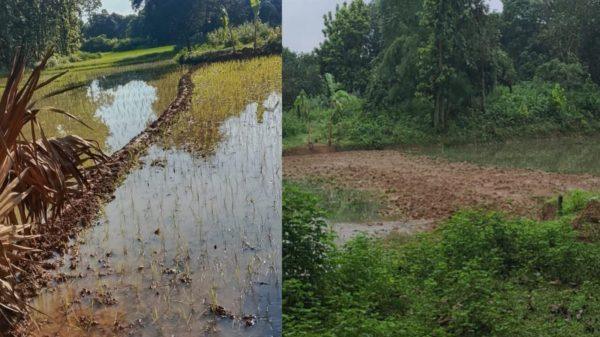 প্রতিহিংসার শিকার নারী উদ্যোক্তা গাজীপুরে বাড়ি ও ফলের বাগানের প্রবেশ পথ কেটে চলাচলে প্রতিবন্ধকতা... বিশেষ প্রতিনিধি: গাজীপুর জেলা। গাজীপুরের শ্রীপুরে নারী উদ্যোক্তার সৃজিত ফলের বাগানে যাতায়াতের রাস্তা কেটে যোগাযোগ বিচ্ছিন্ন করে দিয়েছেন প্রতিহিংসা পরায়ণ প্রতিবেশীরা। সরকারি খাস জমির উপর দিয়ে কয়েক যুগের চলাচলের পুরনো রাস্তা কেটে কলাগাছ লাগিয়ে ও কাঁটা বিছিয়ে প্রতিবন্ধকতা তৈরি করা হয়েছে। চার দিক থেকেই যোগাযোগ বিচ্ছিন্ন হয়ে প্রায় একশ একর আয়তনের সুবিশাল বাগান নিয়ে এখন বিপাকে পড়েছেন নারী উদ্যোক্তা স্কুল শিক্ষিকা জোহরা আক্তার। বাগানে প্রবেশের উভয় পাশের রাস্তা কেটে প্রতিবন্ধকতা তৈরি করায় বাগানে সরবরাহের অপেক্ষায় থাকা লাখ লাখ টাকার ফল ও বিপুল পরিমাণের আখের চারাসহ বিভিন্ন গাছের চারা নষ্ট হচ্ছে। জানাযায়, উদ্যোক্তা জোহরা বেগমের ত্রিশ বছরের শিক্ষকতার অর্জিত অর্থ এবং ব্যাংকের লোন নিয়ে দীর্ঘদিনে গড়া এ বাগান। বতর্মানে ওই বাগানে দেশ এবং বিদেশ থেকে ক্রেতারা আসতে না পাড়ায় ইতি মধ্যে প্রায় ৫০ লক্ষ টাকার ক্ষতি সাধন হয়েছে। এছাড়া তিনি ব্যাংকের কিস্তির টাকা পরিশোধ করতে পারছেন না। ব্যাংকের কিস্তির টাকার পরিশোধে দুশ্চিন্তায় দিশেহারা জোহরা বেগম। সরেজমিনে গিয়ে দেখা গেছে, গাজীপুরের শ্রীপুর উপজেলার মাওনা ইউনিয়নের সিঙ্গার দীগি গ্রামে প্রায় ১শ বিঘা আয়তনের বিশাল বাগানের ভেতর জোহরা আক্তারের মাটির ঘর। ছেলে-মেয়েরা উচ্চ শিক্ষা গ্রহণ করে থাকেন বিদেশে। স্বামী-স্ত্রী কৃষিশ্রমিকদের দিয়ে বাগানটি পরিচর্যা করেন। জোহরার স্বামী ফজলুল হক মোড়ল ‘চ্যানেল আই’ এর গাজীপুর জেলা প্রতিনিধি। তিনি গাজীপুর জেলার একজন সিনিয়র সাংবাদিক। সর্ব মহলে এই দম্পতির ব্যাপক সুনাম ও সুখ্যাতি থাকা সত্বেও সমাজের হিংসুটে মানুষের কাছে তারা আজ নিতান্তই অসহায়। ফজলুল হক মোড়ল জানান, নিজের পৈত্রিক জমিতে তাঁর স্ত্রীর ইচ্ছাতেই প্রথমে পারিবারিক চাহিদা মেটাতে ছোট পরিসরে একটি বাগান করেন। এতে ব্যাপক সম্ভাবানা দেখা দেয়ায় তাঁর স্ত্রী বাগানের পরিসর বাড়ানোর উদ্যোগ নেন। পাশেই আরো কিছু জমি কিনে বৃহত্তর পরিসরে বাগান গড়ে তুলেন। বাগানের পাশেই মৎস্য খামারও করেন। বর্তমানে তাঁর বাগানে দেশি-বিদেশী চার সহস্ত্রাধিক বিভিন্ন প্রতাজির ফলজ গাছ রয়েছে। বাগানের ৩৫ বিঘা জমি জুড়ে উন্নত মানের সিডলেস লেবুসহ ৩ প্রকারের প্রায় ৬ হাজার লেবু গাছ রয়েছে। ফজলি ও আমেরিকান পালমার আমসহ মৌসুমী ও বারোমাসি ৪০ প্রকারের চার সহস্রাধিক আম গাছ রয়েছে। প্রায় ৫০০ লটকন গাছ ও দার্জিলিং প্রজাতির কমলা-সহ বিভিন্ন প্রজাতির দেশি-বিদেশী ফলের সম্ভার তাঁর বাগানে। দেড় বিঘা জমিতে উন্নত জাতের (৩০-৫০ ফিট উচ্চতার) আখ ক্ষেত করেছেন। তাঁর বাগান থেকে উন্নত জাদের রেঙ্গুন বাঁশের চারা বিদেশেও রপ্তানি হয়। বাগানটির প্রধান উদ্যোক্তা জোহরা আক্তার গাজীপুরের বাঘের বাজার উচ্চ বিদ্যালয়ে শিক্ষকতা করেন। তিনি বলেন, বিভিন্ন ইউটিউব চ্যানেলে বাগান সৃজন তথা কৃষিতে সফলতা ও সম্ভবানার গল্প আমাকে উদ্ধুব্ধ করে। প্রথমে পারিবারিক চাহিদা মেটানোর জন্য ছোট পরিসরে বাগান সৃজন করি। পরবর্তীতে এতে ব্যাপক সফলকতা দেখে আরো সম্ভাবনার আশায় বাগানের পরিসর বাড়ানোর সিদ্ধান্ত নেই। শ্বশুরের রেখে যাওয়া জমির সাথে আরো কিছু জমি কিনে ৫০০ একর জমিতে বাগান ও পাশেই মৎস্য খামার গড়ে তুলি। বর্তমানে লবণ ও ভোজ্য তেল ছাড়া আমার কোন কিছুই কিনতে হয় না। মাঝে সরিষাও করেছিলাম। তখন তেলও কিনতে হতো না। বর্তমানে পারিবারিক চাহিদা মিটিয়ে সমাজ তথা দেশের চাহিদাও মিটাচ্ছি। বিদেশ থেকেও ব্যাপক সারা পাওয়া যাচ্ছে। কিন্তু আমাদের এ সফলতায় ঈর্ষান্বিত হয়ে সম্প্রতি সমাজের কতিপয় দৃষ্কৃতকারী ব্যক্তি বিভিন্নভাবে প্রতিবন্ধকতা সৃষ্টি করছেন। শত্রুতা করে বাগানের পূর্ব পাশে সরকারি খাস জমির ওপর দিয়ে যাওয়া প্রধান সড়কের প্রবেশমুখ কেটে পাশের ধান ক্ষেতের সাথে মিশিয়ে দিয়েছে। বাকি রাস্তার মাঝে কোথাও কলাগাছ ও কোথাও বিভিন্ন কাঁটাগাছ বিছিয়ে প্রতিবন্ধকতা তৈরি করেছে। এতে আমার মতোই প্রতিবেশী আরো একটি নিরীহ পরিবারও ক্ষতিগ্রস্ত হচ্ছে। শুধু তাই নয়, বাগানের উত্তর পাশের নিজস্ব রাস্তাটিও কেটে সংকোচিত করে দিয়েছে, যাতে কোনো গাড়ি বা বাহন বাগানে যেতে না পারে। কী কারণে তাঁর সাথে এমন শত্রুতা করছে তিনি নিজেও জানেন না। সাংবাদিক ফজলুল হক মোড়ল বলেন, বালাই নাশক কারখানার সামনে প্রধান সড়ক থেকে বাগান অভিমুখী এলাকার শাখা রাস্তাটির প্রবেশমুখের উভয় পাশের জমি আমার চাচাতো ভাইদের। রাস্তাটি যাতে তারা বন্ধ না করেন সেজন্য তাদেরকে ওই জমির মূল্য বাবদ টাকাও দিয়েছি। কিন্তু এর পরও দীর্ঘ দিনের প্রচলিত রাস্তাটি তারা কেটে পাশের ক্ষেত্রের সাথে মিশিয়ে দিয়েছে। তিনি বলেন, শুনেছি রাস্তার প্রবেশমুখের দুই পাশের ক্ষেত তারা একটি শিল্প প্রতিষ্ঠানের কাছে বিক্রি করে দিচ্ছে। তাই ক্রেতার শর্ত পূরণ করতে গিয়ে তারা রাস্তার প্রারম্ভিক ওই অংশে প্রায় ৫০ ফিট জায়গা কেটে ফেলেছে। এতে বাধা দেওয়ায় রাস্তার অবশিষ্ট অংশে কলা গাছ রোপন ও কাঁটা বিছিয়ে প্রতিবন্ধকতা তৈরি করা হয়েছে। এমনকি বাগানের উত্তর পাশের নিজস্ব রাস্তাটিও কেটে একেবারে সংকোচিত করে ফেলেছে। তিনি যাতে বাগান ছেড়ে অন্যত্র চলে যেতে বাধ্য হন সেজন্যই ঘটনার মূল হোতা মোক্তারুল করীম শামীম মোড়ল, নজরুল মোড়ল, ফাহাদ মোড়ল গং উঠেপড়ে লেগেছে বলে অভিযোগ করেন। এব্যাপারে মোক্তারুল করীম শামীম মোড়ল বলেন, বাগানে কোথায় দিয়ে যাবে এটা তাদের ব্যাপারে। আমাদের ব্যক্তিগত জায়গা দিয়ে চলাচল করতে দিব না। রাস্তার মাথাসহ দুই পাশে জমি আমাদের। ওই জমি আমরা অন্যত্র বিক্রি করে দিয়েছি। রাস্তার ওই জমি বাবদ ফজলুল হকের কাছ থেকে কোনো টাকা নেননি বলেও দাবি করেন। এমনকি রাস্তার বাকি অংশ সরকারি নয়, বরং তাদের পৈত্রিক জমির ওপর দিয়েই গেছে বলে দাবি করেন। এবিষয়ে শ্রীপুর উপজেলা নির্বাহী কমকর্তা ব্যারিস্টার সজিব আহমদ বলেন, রাস্তার বন্ধের ঘটনা জানার পরে ঘটনাস্থলে মাওনা ভূমি-উপসহকারী কর্মকর্তাকের পাঠানো হয়। এতে প্রাথমিক ভাবে সত্যতা পাওয়া গেছে। এ বিষয়ে পরবর্তী আইনী ব্যবস্থা গ্রহণ করা হবে।
