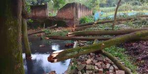গাজীপুরে সাংবাদিকের পৈতৃক জমিতে জোরপূর্বক গাছ কাটার অভিযোগ, প্রাণনাশের হুমকি; থানায় লিখিত অভিযোগবিশেষ প্রতিনিধি :
সওকত হোসাইন। 

গাজীপুর সদর উপজেলার পিরুজালী ইউনিয়নের বকচরপাড়া
 এলাকায় এক সাংবাদিকের পরিবারের পৈতৃক ও মালিকানাধীন জমিতে জোরপূর্বক প্রবেশ করে মূল্যবান গাছ কেটে নেওয়ার অভিযোগ উঠেছে। এ সময় প্রতিবাদ করায় ভুক্তভোগী পরিবারের সদস্যদের ভয়ভীতি প্রদর্শন ও প্রাণনাশের হুমকি দেওয়া হয়েছে বলেও অভিযোগ করা হয়েছে। শনিবার (২৭ জুন) সকাল প্রায় ১০টার দিকে এ ঘটনা ঘটে। ভুক্তভোগী সাংবাদিক সাইফুল ইসলাম শুভ গাজীপুর সাংবাদিক পরিষদের আইন বিষয়ক সম্পাদক এবং দৈনিক দেশ বুলেটিন পত্রিকার গাজীপুর জেলা প্রতিনিধি হিসেবে দায়িত্ব পালন করছেন। এ ঘটনায় তাঁর বাবা নজরুল ইসলাম জয়দেবপুর থানায় একটি লিখিত অভিযোগ দায়ের করেছেন। অভিযোগ সূত্রে জানা যায়, দীর্ঘদিন ধরে সাংবাদিক পরিবারের পৈতৃক সম্পত্তি নিয়ে স্থানীয় একটি প্রভাবশালী মহলের সঙ্গে বিরোধ চলে আসছিল। এরই ধারাবাহিকতায় শনিবার সকালে স্থানীয় মোশাররফ বেপারী, রফিকসহ কয়েকজন দলবল নিয়ে জোরপূর্বক ওই জমিতে প্রবেশ করেন। পরে জমিতে থাকা প্রায় ৫০ হাজার টাকা মূল্যের পাঁচটি আকাশমনি গাছ কেটে নিয়ে যান বলে অভিযোগে উল্লেখ করা হয়েছে।ভুক্তভোগী পরিবারের দাবি, গাছ কাটার সময় তারা বাধা দিলে অভিযুক্তরা ক্ষিপ্ত হয়ে ওঠে এবং মারধরের চেষ্টা চালায়। একপর্যায়ে ভবিষ্যতে এ বিষয়ে কোনো ধরনের প্রতিবাদ বা আইনি পদক্ষেপ নিলে প্রাণনাশের হুমকি দেওয়া হয়। ঘটনার পর থেকে পরিবারের সদস্যরা নিরাপত্তাহীনতায় ভুগছেন বলে জানিয়েছেন। সাংবাদিক সাইফুল ইসলাম শুভ বলেন, আমাদের পৈতৃক সম্পত্তিতে বেআইনিভাবে প্রবেশ করে গাছ কেটে নেওয়া হয়েছে। আমরা আইনকে শ্রদ্ধা করি, তাই কোনো সংঘাতে না গিয়ে প্রশাসনের দ্বারস্থ হয়েছি। আমরা ঘটনার সুষ্ঠু তদন্ত এবং দোষীদের দৃষ্টান্তমূলক শাস্তি চাই। ভুক্তভোগী পরিবারের পক্ষ থেকে জানানো হয়, ব্যক্তিগত ও পৈতৃক সম্পত্তিতে এ ধরনের জবরদখল এবং গাছ কর্তনের ঘটনায় এলাকাবাসীর মধ্যেও উদ্বেগ সৃষ্টি হয়েছে। তারা দ্রুত জড়িতদের শনাক্ত করে আইনের আওতায় আনা, ক্ষয়ক্ষতির সঠিক মূল্যায়ন এবং পরিবারটির নিরাপত্তা নিশ্চিত করার জন্য প্রশাসনের প্রতি আহ্বান জানিয়েছেন। এ বিষয়ে জয়দেবপুর থানার ভারপ্রাপ্ত কর্মকর্তা (ওসি) বলেন, এ ঘটনায় একটি লিখিত অভিযোগ পেয়েছি। অভিযোগটি তদন্ত করে ঘটনার সত্যতা যাচাই করা হবে। তদন্তে অভিযোগের সত্যতা পাওয়া গেলে জড়িতদের বিরুদ্ধে আইনানুগ ব্যবস্থা গ্রহণ করা হবে। অভিযোগের বিষয়ে জানতে চাইলে অভিযুক্ত বিএনপি নেতা মোঃ মোশাররফ বেপারী বলেন, আমি নগদ টাকা দিয়ে গাছ কিনেছি, তাই গাছ কাটছি। তাদের যদি জমি নিয়ে কোনো দাবি থাকে, তাহলে জমির বিষয়ে কথা বলুক। এখানে আমার কী? এই জমি একাধিকবার কেনাবেচা হয়েছে। তবে ভুক্তভোগী পরিবারের দাবি, অভিযুক্তের বক্তব্য সম্পূর্ণ ভিত্তিহীন। তারা বলেন, জমির মালিকানা ও গাছের মালিকানা সংক্রান্ত প্রয়োজনীয় কাগজপত্র তাদের কাছে রয়েছে এবং বিষয়টি তদন্তের মাধ্যমে প্রকৃত সত্য উদঘাটিত হবে বলে তারা আশা করছেন। এ ঘটনায় এলাকায় ব্যাপক চাঞ্চল্যের সৃষ্টি হয়েছে। স্থানীয় সচেতন মহল নিরপেক্ষ তদন্তের মাধ্যমে প্রকৃত ঘটনা উদঘাটন এবং আইন অনুযায়ী দোষীদের বিরুদ্ধে দ্রুত ব্যবস্থা নেওয়ার দাবি জানিয়েছেন।