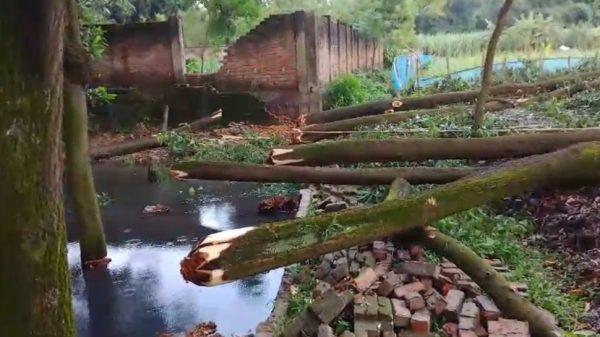 গাজীপুরে সাংবাদিকের পৈতৃক জমিতে জোরপূর্বক গাছ কাটার অভিযোগ, প্রাণনাশের হুমকি; থানায় লিখিত অভিযোগ বিশেষ প্রতিনিধি : সওকত হোসাইন। গাজীপুর সদর উপজেলার পিরুজালী ইউনিয়নের বকচরপাড়া এলাকায় এক সাংবাদিকের পরিবারের পৈতৃক ও মালিকানাধীন জমিতে জোরপূর্বক প্রবেশ করে মূল্যবান গাছ কেটে নেওয়ার অভিযোগ উঠেছে। এ সময় প্রতিবাদ করায় ভুক্তভোগী পরিবারের সদস্যদের ভয়ভীতি প্রদর্শন ও প্রাণনাশের হুমকি দেওয়া হয়েছে বলেও অভিযোগ করা হয়েছে। শনিবার (২৭ জুন) সকাল প্রায় ১০টার দিকে এ ঘটনা ঘটে। ভুক্তভোগী সাংবাদিক সাইফুল ইসলাম শুভ গাজীপুর সাংবাদিক পরিষদের আইন বিষয়ক সম্পাদক এবং দৈনিক দেশ বুলেটিন পত্রিকার গাজীপুর জেলা প্রতিনিধি হিসেবে দায়িত্ব পালন করছেন। এ ঘটনায় তাঁর বাবা নজরুল ইসলাম জয়দেবপুর থানায় একটি লিখিত অভিযোগ দায়ের করেছেন। অভিযোগ সূত্রে জানা যায়, দীর্ঘদিন ধরে সাংবাদিক পরিবারের পৈতৃক সম্পত্তি নিয়ে স্থানীয় একটি প্রভাবশালী মহলের সঙ্গে বিরোধ চলে আসছিল। এরই ধারাবাহিকতায় শনিবার সকালে স্থানীয় মোশাররফ বেপারী, রফিকসহ কয়েকজন দলবল নিয়ে জোরপূর্বক ওই জমিতে প্রবেশ করেন। পরে জমিতে থাকা প্রায় ৫০ হাজার টাকা মূল্যের পাঁচটি আকাশমনি গাছ কেটে নিয়ে যান বলে অভিযোগে উল্লেখ করা হয়েছে।ভুক্তভোগী পরিবারের দাবি, গাছ কাটার সময় তারা বাধা দিলে অভিযুক্তরা ক্ষিপ্ত হয়ে ওঠে এবং মারধরের চেষ্টা চালায়। একপর্যায়ে ভবিষ্যতে এ বিষয়ে কোনো ধরনের প্রতিবাদ বা আইনি পদক্ষেপ নিলে প্রাণনাশের হুমকি দেওয়া হয়। ঘটনার পর থেকে পরিবারের সদস্যরা নিরাপত্তাহীনতায় ভুগছেন বলে জানিয়েছেন। সাংবাদিক সাইফুল ইসলাম শুভ বলেন, আমাদের পৈতৃক সম্পত্তিতে বেআইনিভাবে প্রবেশ করে গাছ কেটে নেওয়া হয়েছে। আমরা আইনকে শ্রদ্ধা করি, তাই কোনো সংঘাতে না গিয়ে প্রশাসনের দ্বারস্থ হয়েছি। আমরা ঘটনার সুষ্ঠু তদন্ত এবং দোষীদের দৃষ্টান্তমূলক শাস্তি চাই। ভুক্তভোগী পরিবারের পক্ষ থেকে জানানো হয়, ব্যক্তিগত ও পৈতৃক সম্পত্তিতে এ ধরনের জবরদখল এবং গাছ কর্তনের ঘটনায় এলাকাবাসীর মধ্যেও উদ্বেগ সৃষ্টি হয়েছে। তারা দ্রুত জড়িতদের শনাক্ত করে আইনের আওতায় আনা, ক্ষয়ক্ষতির সঠিক মূল্যায়ন এবং পরিবারটির নিরাপত্তা নিশ্চিত করার জন্য প্রশাসনের প্রতি আহ্বান জানিয়েছেন। এ বিষয়ে জয়দেবপুর থানার ভারপ্রাপ্ত কর্মকর্তা (ওসি) বলেন, এ ঘটনায় একটি লিখিত অভিযোগ পেয়েছি। অভিযোগটি তদন্ত করে ঘটনার সত্যতা যাচাই করা হবে। তদন্তে অভিযোগের সত্যতা পাওয়া গেলে জড়িতদের বিরুদ্ধে আইনানুগ ব্যবস্থা গ্রহণ করা হবে। অভিযোগের বিষয়ে জানতে চাইলে অভিযুক্ত বিএনপি নেতা মোঃ মোশাররফ বেপারী বলেন, আমি নগদ টাকা দিয়ে গাছ কিনেছি, তাই গাছ কাটছি। তাদের যদি জমি নিয়ে কোনো দাবি থাকে, তাহলে জমির বিষয়ে কথা বলুক। এখানে আমার কী? এই জমি একাধিকবার কেনাবেচা হয়েছে। তবে ভুক্তভোগী পরিবারের দাবি, অভিযুক্তের বক্তব্য সম্পূর্ণ ভিত্তিহীন। তারা বলেন, জমির মালিকানা ও গাছের মালিকানা সংক্রান্ত প্রয়োজনীয় কাগজপত্র তাদের কাছে রয়েছে এবং বিষয়টি তদন্তের মাধ্যমে প্রকৃত সত্য উদঘাটিত হবে বলে তারা আশা করছেন। এ ঘটনায় এলাকায় ব্যাপক চাঞ্চল্যের সৃষ্টি হয়েছে। স্থানীয় সচেতন মহল নিরপেক্ষ তদন্তের মাধ্যমে প্রকৃত ঘটনা উদঘাটন এবং আইন অনুযায়ী দোষীদের বিরুদ্ধে দ্রুত ব্যবস্থা নেওয়ার দাবি জানিয়েছেন।